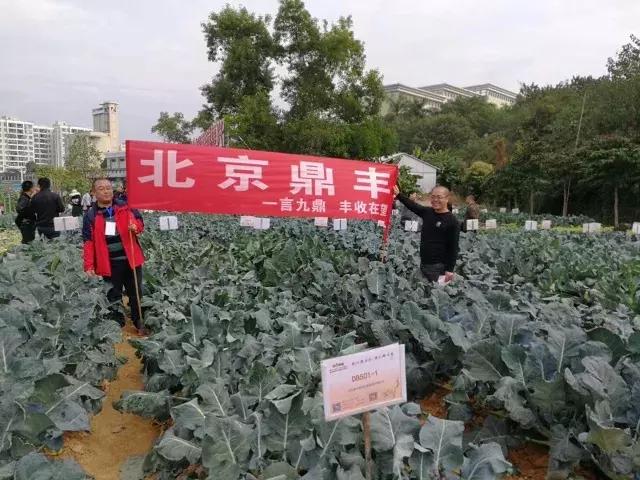 北京鼎丰生菜种子,专注成就专业品质铸就品牌