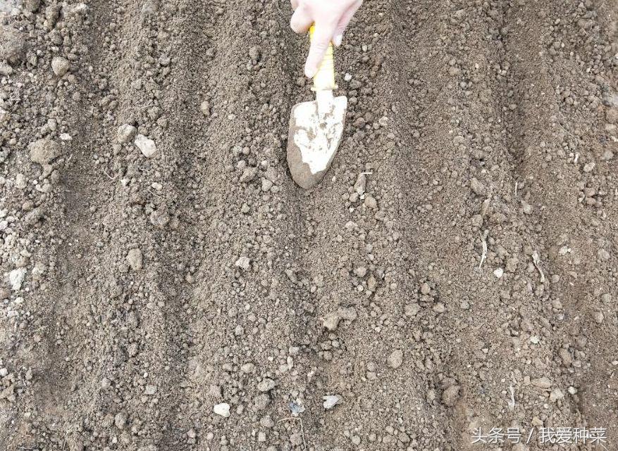 种菜的种植方法和技术,叶菜怎么种植最好