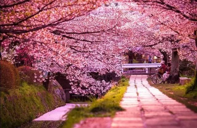 不用去日本不用去武汉就能看樱花,不用去日本就能看到日本风景