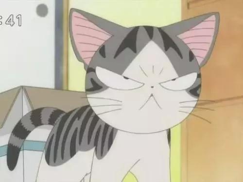 感觉自己养了一只猫是假猫 (你会觉得自己养了一只假猫吗)