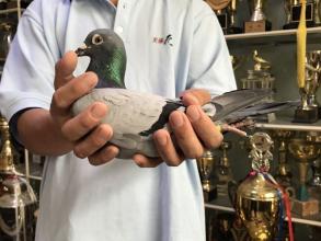 怎么能快速调理赛鸽,赛鸽如何调理能飞出好成绩