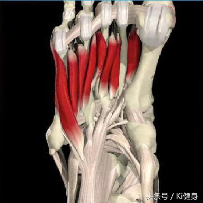 足部运动学解剖，总是莫名其妙疼还抽抽？（下篇）