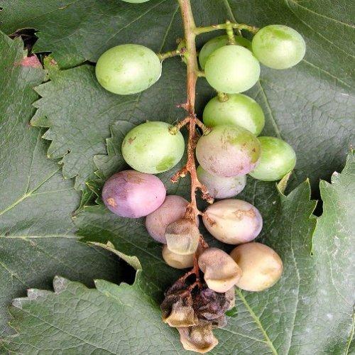 葡萄疫病用什么杀菌剂好,防治葡萄病害的优质杀菌剂