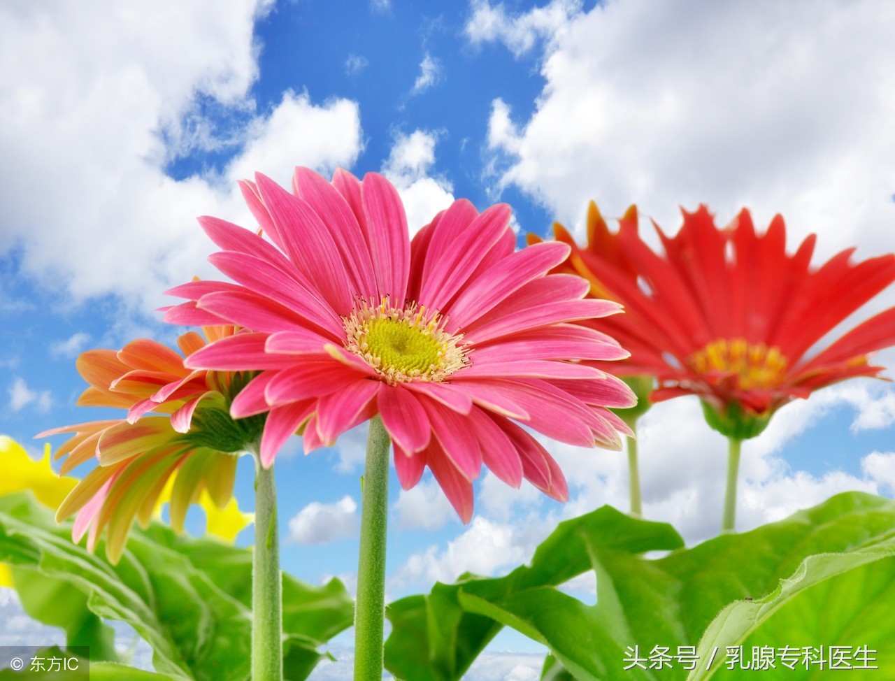 乳腺增生症1类是什么意思,中医如何治疗乳腺增生症