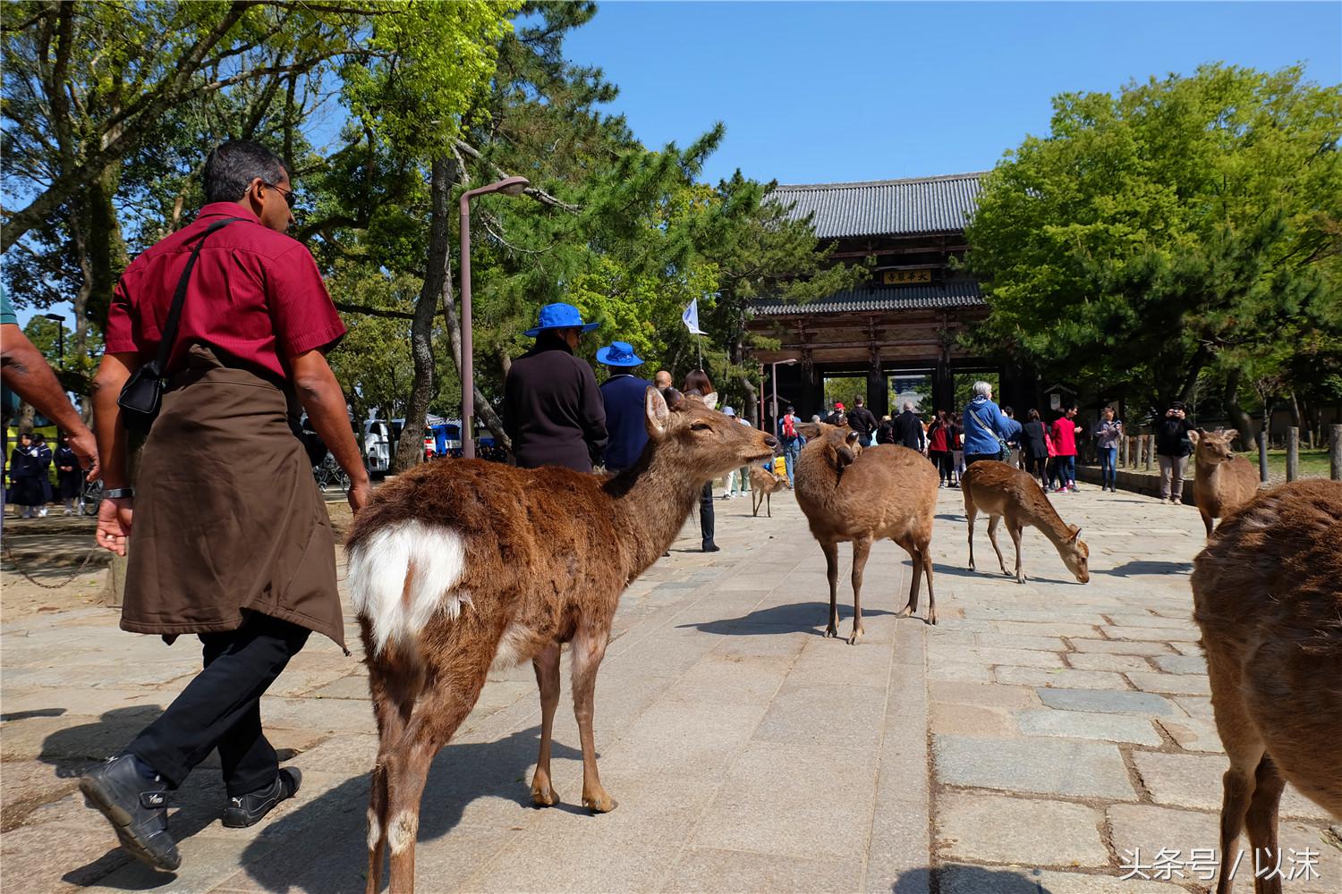 奈良公园喂小鹿视频,日本奈良公园喂小鹿