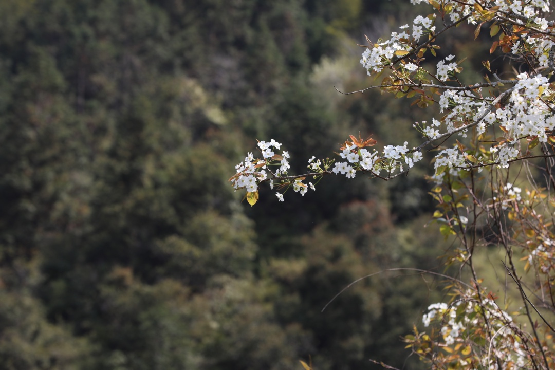 福建土楼你不知道的,福建土楼是否值得看