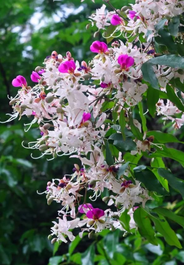 深圳2小时内周边自驾游,深圳爬山看海攻略旅游线路