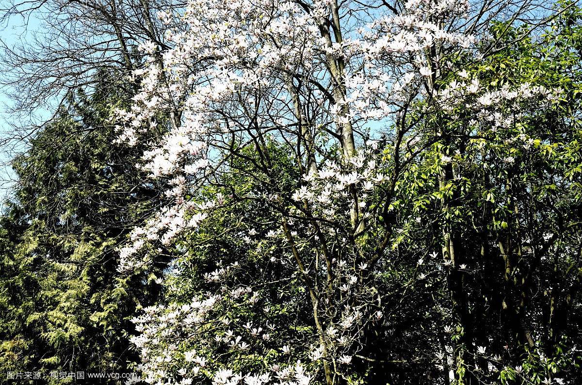 云南开满山茶花的地方是哪里,云南开满山茶花的老房子