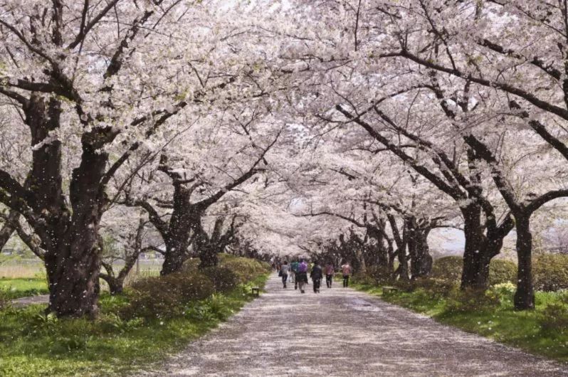 最美樱花季，国内外赏樱攻略在此！好看，好吃，好买！