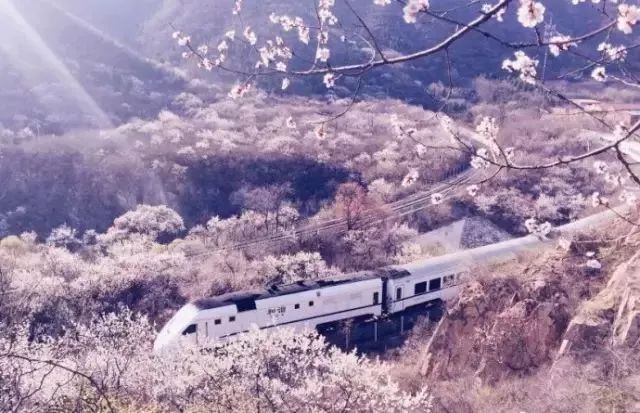 最美樱花季，国内外赏樱攻略在此！好看，好吃，好买！