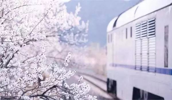 最美樱花季在哪里,南京赏樱大全带你去看最美樱花