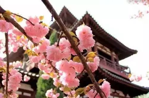 最美樱花季，国内外赏樱攻略在此！好看，好吃，好买！