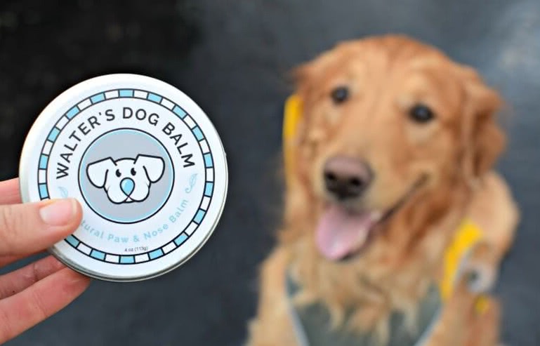 狗鼻子干燥怎么治疗最有效,如何正确处理狗鼻子