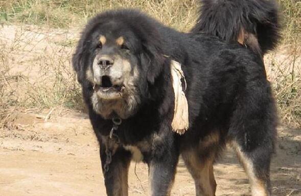 中国藏獒十大獒王,中国藏獒十大獒王排名