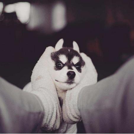 农民工500卖哈士奇，却没人敢买，路人教他喊“不拆不要钱”