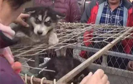 农民工500卖哈士奇，却没人敢买，路人教他喊“不拆不要钱”