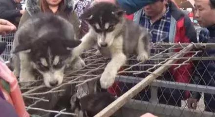 500元一只哈士奇没人要，农民工说了这句话后被路人疯抢