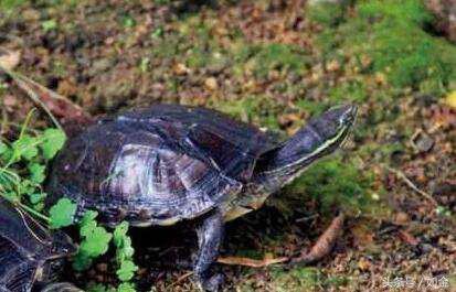 五种龟养殖最赚钱,养殖龟赚钱吗