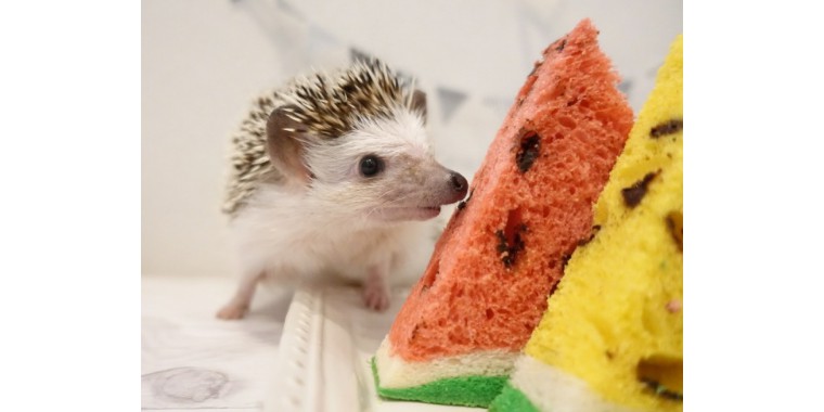 非洲迷你刺猬生了宝宝怎么照顾,怎么照顾刺猬