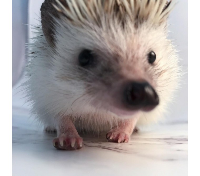 非洲迷你刺猬生了宝宝怎么照顾,怎么照顾刺猬