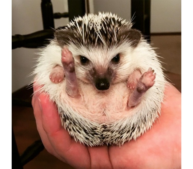 刺猬刚到新家怎么照顾,小刺猬保护自己的方法