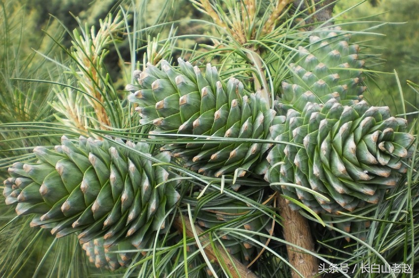 东北长白山野生红松子,东北长白山森林榛子
