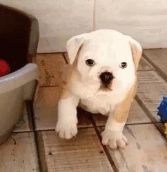 家里的萌宠,家里的萌宠长大后会变成什么样子