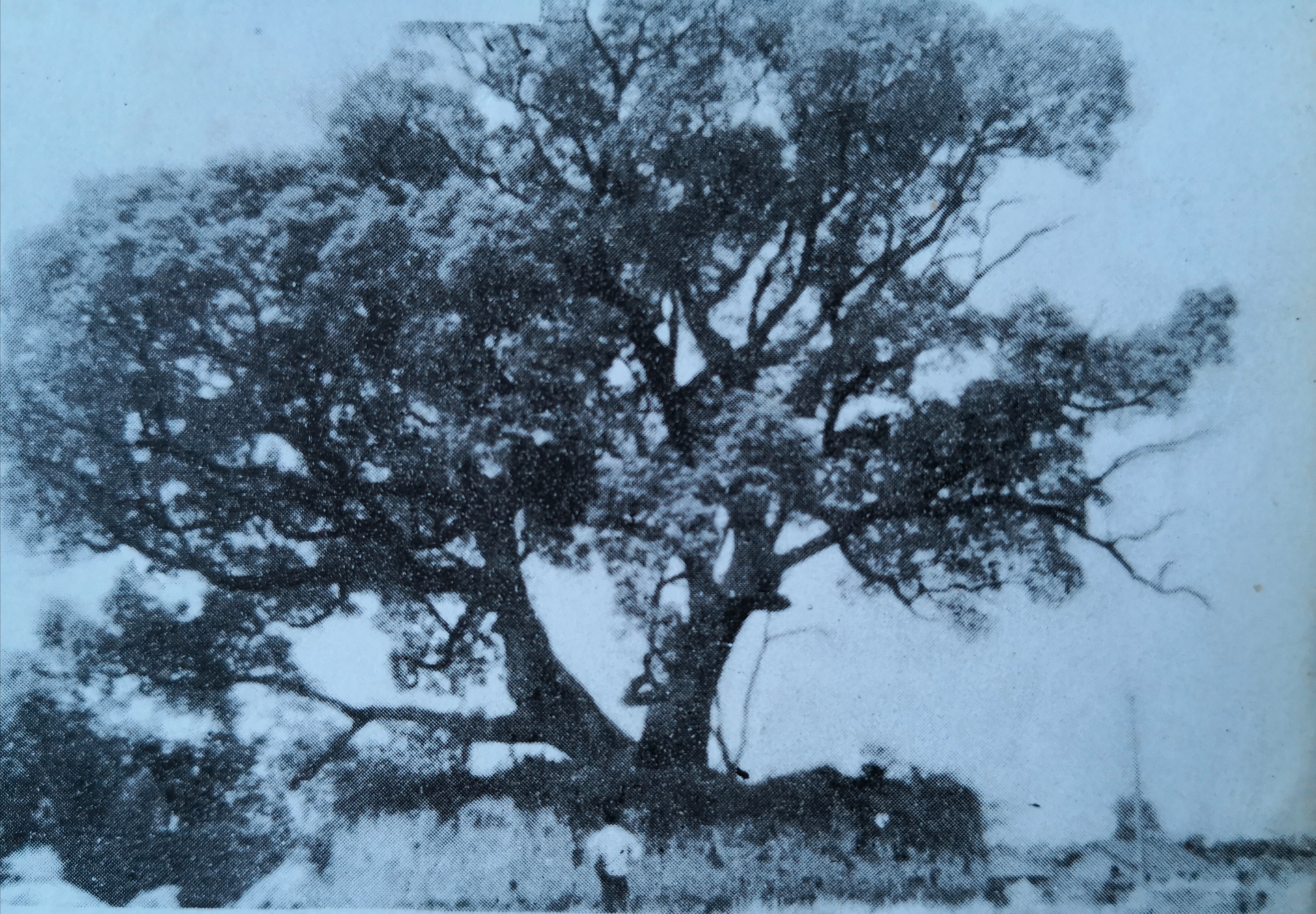 南县洞庭之心夜市,南县洞庭之心