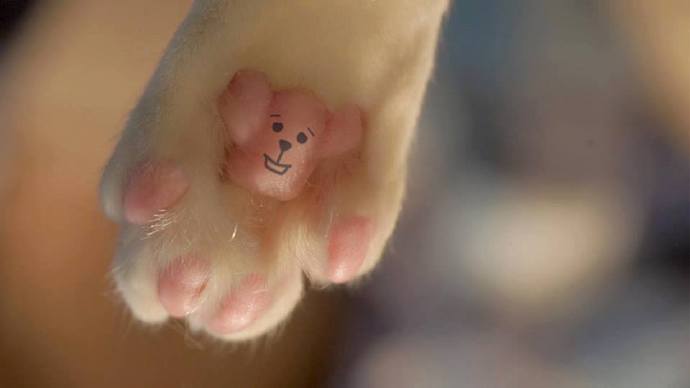 喵喵粉嫩的肉垫上被封印了一只小熊哟！好可爱的纹爪！