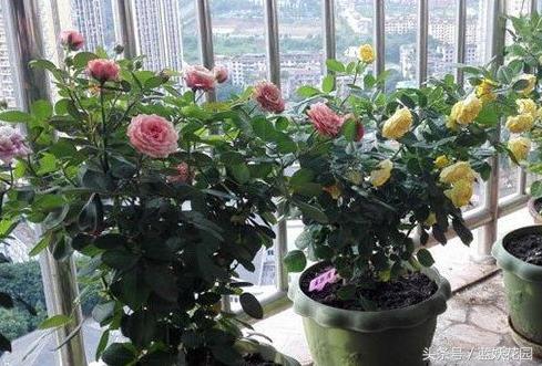 月季不能浇什么水,月季施肥不当怎么处理