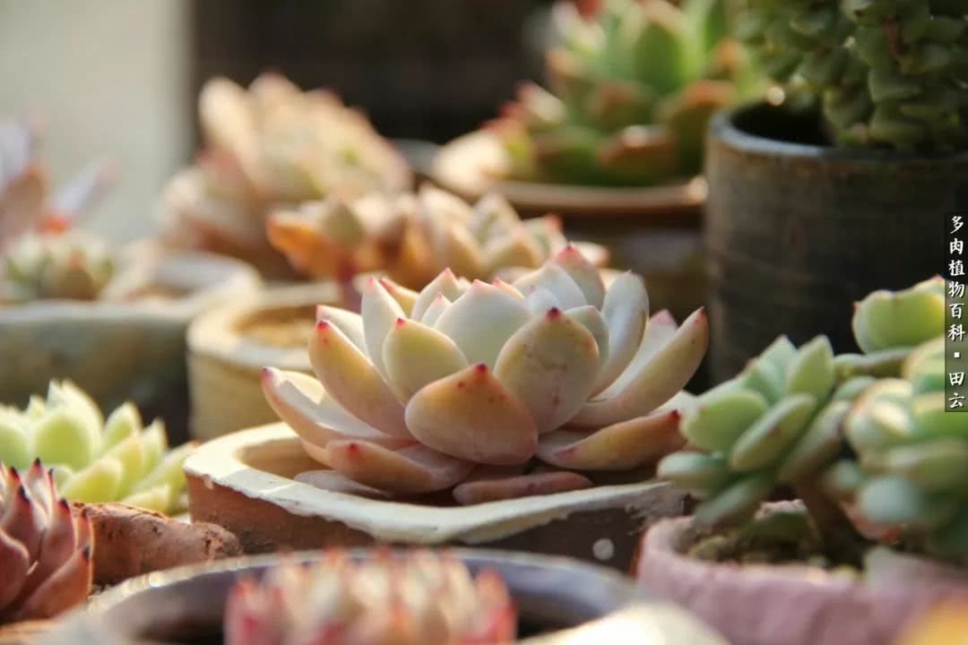 养多肉的精致生活,养多肉的乐趣在于没事瞎折腾