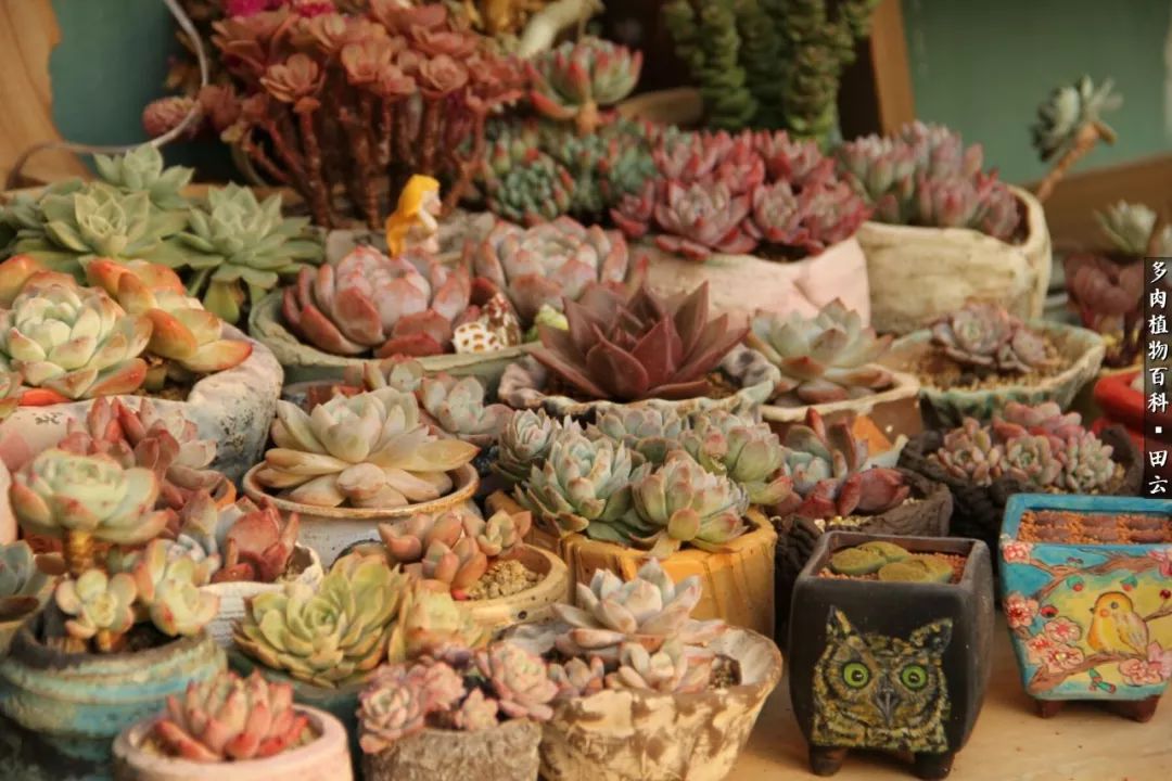 养多肉的精致生活,养多肉的乐趣在于没事瞎折腾
