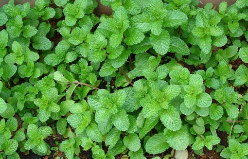 薄荷的养殖方法和注意事项图片,薄荷养殖方法和注意事项