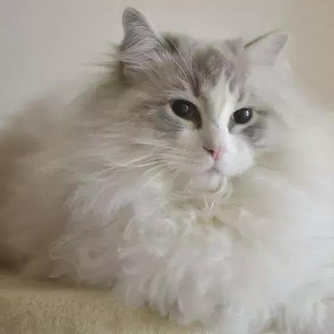 猫没毛多长时间能长出来,猫咪14个月毛量少怎么办