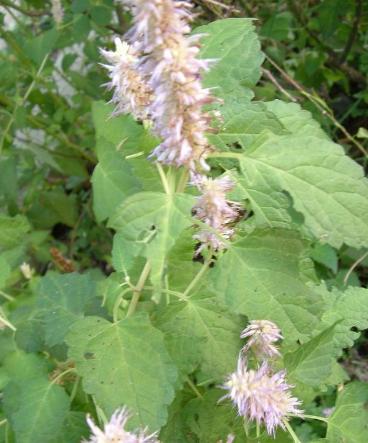 盘点10种世界上著名的带香味的草本植物