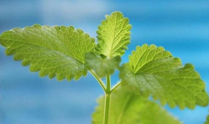 盘点10种世界上著名的带香味的草本植物