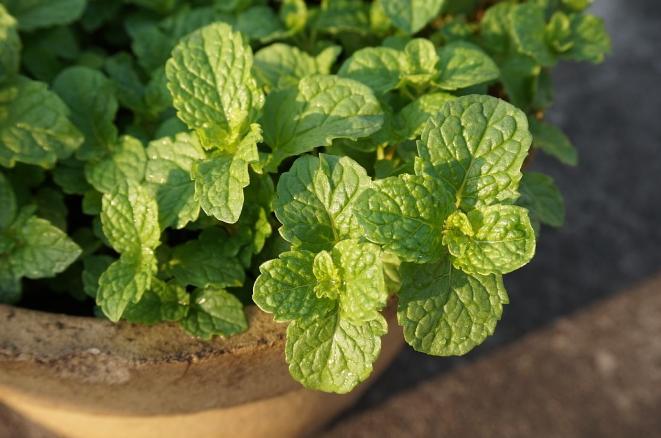 盘点10种世界上著名的带香味的草本植物