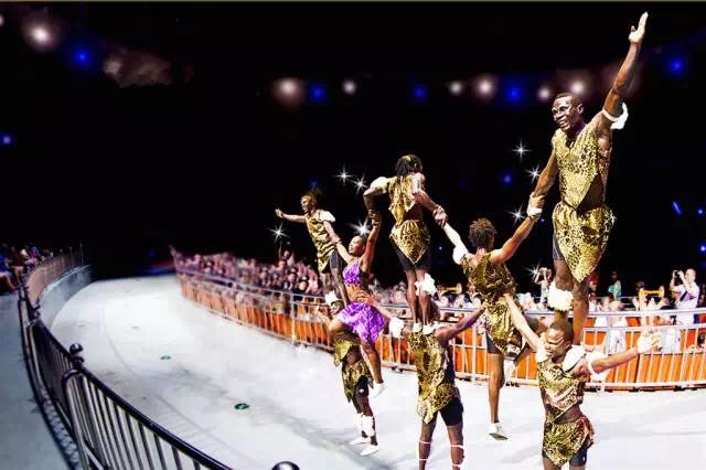 想投食小白虎、赏国际马戏？你有时间，小编有票，周末灵玲走起