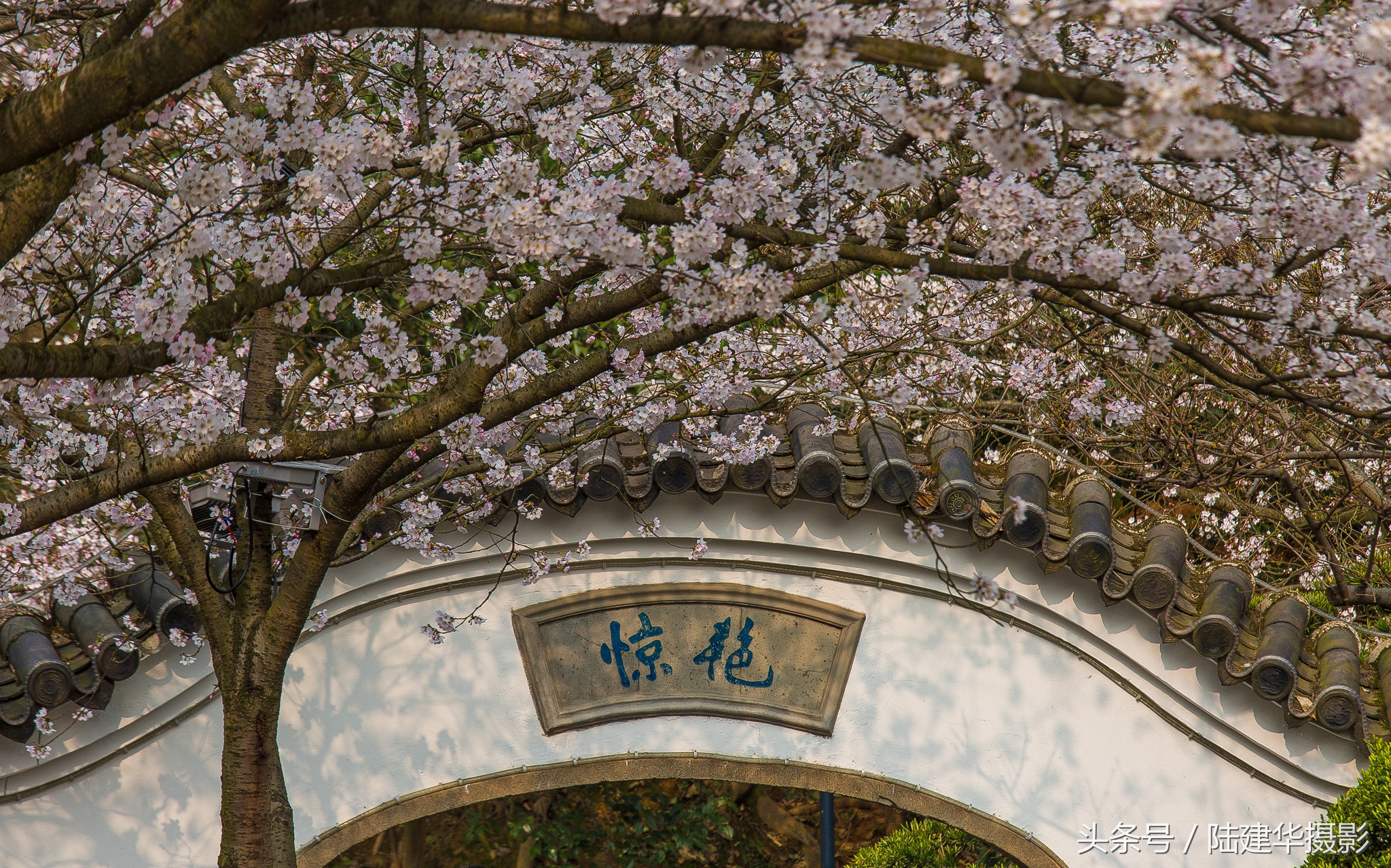 太湖鼋头渚樱花谷,鼋渚樱花是春天最浪漫的邂逅