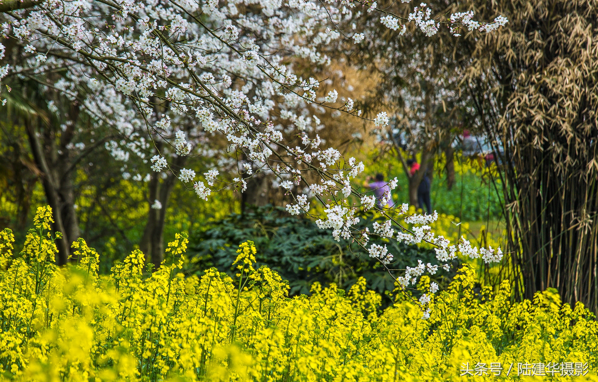太湖赏樱花鼋头渚旅行攻略,太湖鼋头渚风景区看樱花旅游攻略