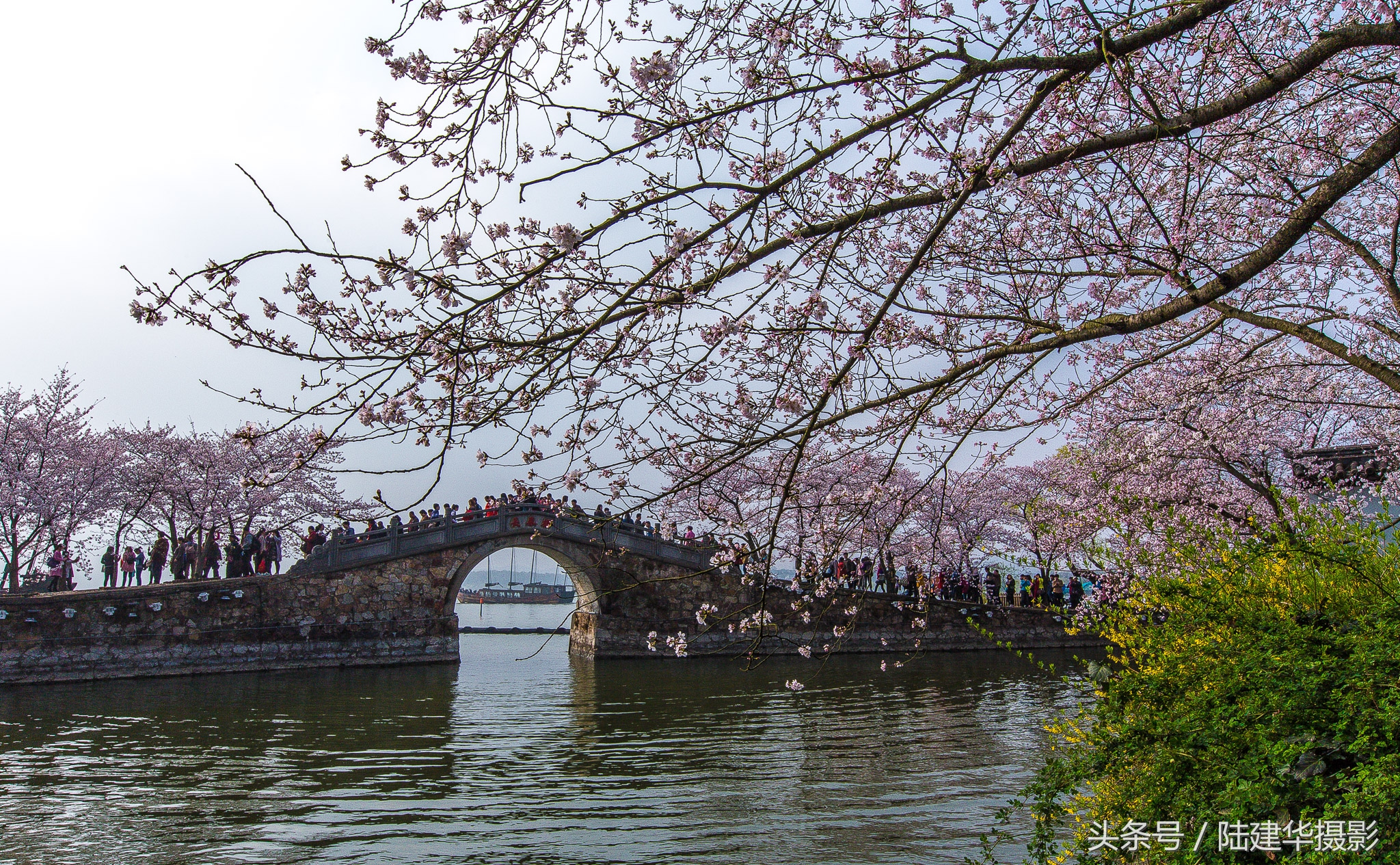 太湖赏樱花鼋头渚旅行攻略,太湖鼋头渚风景区看樱花旅游攻略