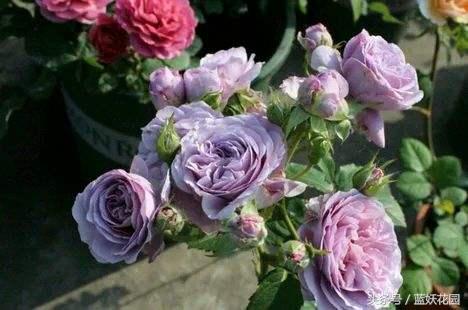 地栽月季怎么浇水,地栽月季浇水的最佳时间