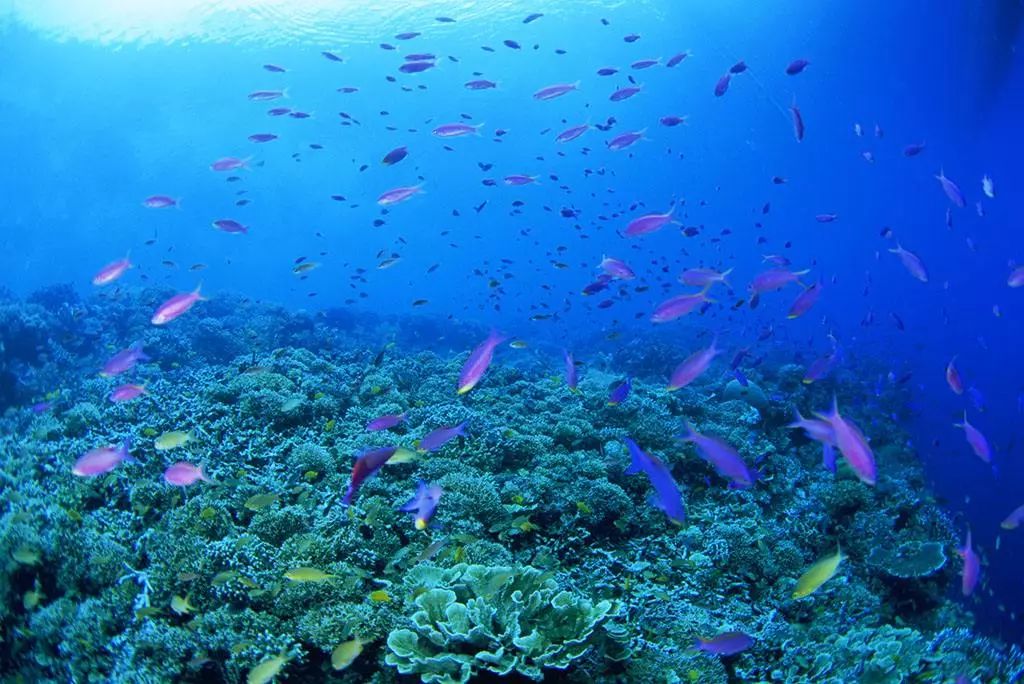 宿雾旅游游记,宿雾在菲律宾哪里