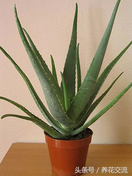 室内有甲醛绿植会怎样,适合家养的绿植吸甲醛