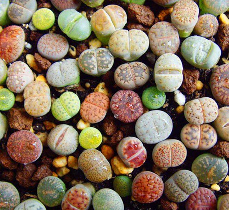 这种石头，放在阳台花盆里，竟然自己开花了！