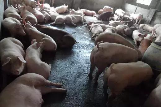 养猪猪得了血痢怎么治疗,养猪技术小仔猪痢疾怎么治