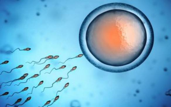 胜者为王，败者为“扣”——精子争夺战中不为人知的秘密