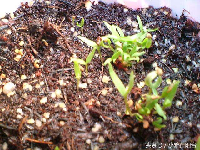 阳台种一棵桑葚,枸杞怎么种小盆栽最佳