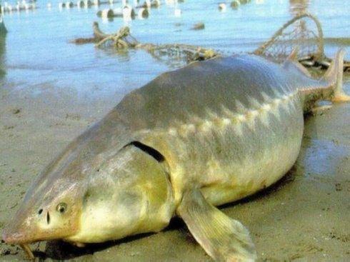 最顶级六种鱼子酱,正宗鱼子酱有哪几种