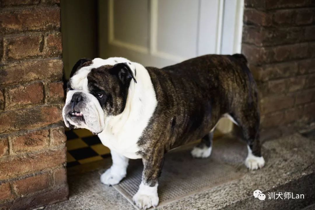 给狗断尾巴有什么作用和功效,断尾对狗的伤害